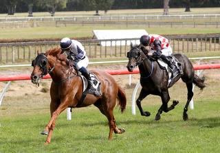 Karaka Million 3YO Classic winner Scott Base back to best. Photo: Trish Dunell. 